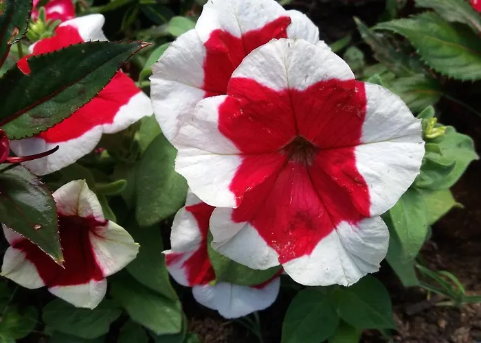Chacara Das Flores